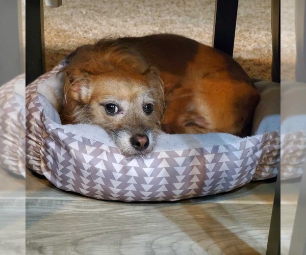 Medium Photo #1 Mutt Puppy For Sale in Princeton, MN, USA