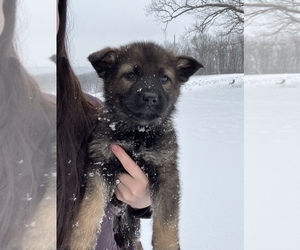 Medium German Shepherd Dog