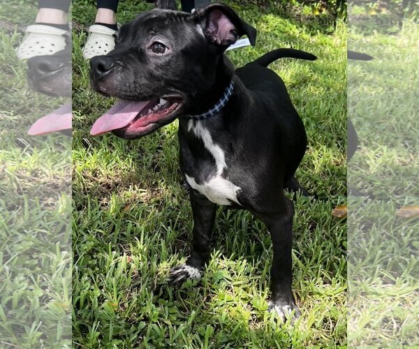 Medium Photo #1 Mutt Puppy For Sale in Royal Palm Beach, FL, USA