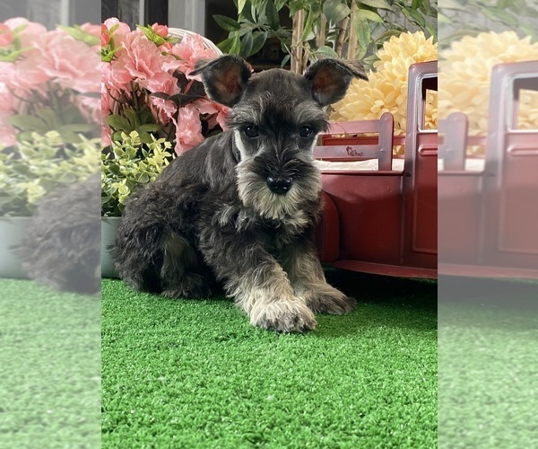 Medium Photo #2 Schnauzer (Miniature) Puppy For Sale in CANOGA, NY, USA