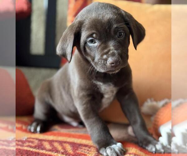 Medium Photo #4 Labrador Retriever-Unknown Mix Puppy For Sale in San Diego, CA, USA