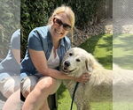 Small #2 Great Pyrenees