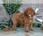 Small #1 Goldendoodle mix (+ Poodle Miniature)