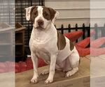 Small #3 American Pit Bull Terrier Mix