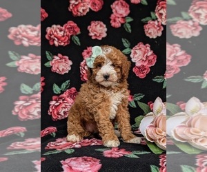 Poodle (Miniature) Puppy for sale in EPHRATA, PA, USA