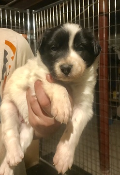 Medium Photo #1 Border Collie Puppy For Sale in KUTZTOWN, PA, USA