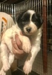 Small Photo #1 Border Collie Puppy For Sale in KUTZTOWN, PA, USA