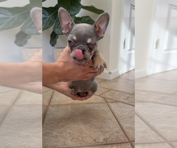 Medium Photo #2 French Bulldog Puppy For Sale in METUCHEN, NJ, USA