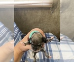 Small Photo #19 Schnauzer (Miniature) Puppy For Sale in CLOUD LAKE, FL, USA