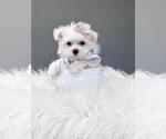 Small #23 Maltese