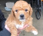 Puppy 4 Goldendoodle (Miniature)