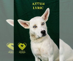 Siberian Husky Dogs for adoption in Stockton, CA, USA