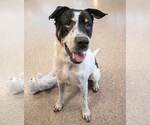 Small #7 Boxer Mix
