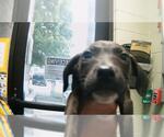 Small American Pit Bull Terrier Mix