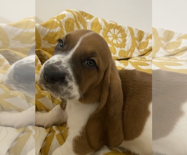 Medium Photo #1 Basset Hound Puppy For Sale in NORMAN, OK, USA