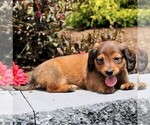 Small Photo #3 Dachshund Puppy For Sale in LEOLA, PA, USA