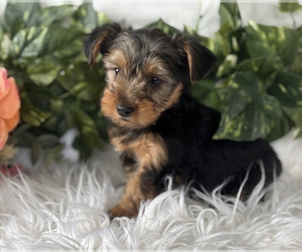 Medium Photo #7 Yorkshire Terrier Puppy For Sale in ROCK STREAM, NY, USA