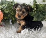 Small #6 Yorkshire Terrier