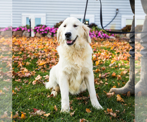 Medium Golden Retriever