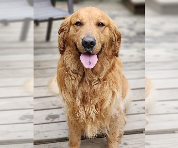 Medium Photo #1 Golden Retriever Puppy For Sale in WILLIAMSON, WV, USA