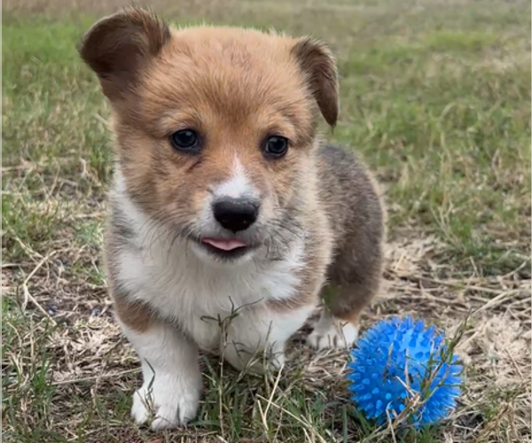 Medium Photo #35 Pembroke Welsh Corgi Puppy For Sale in MIDLOTHIAN, TX, USA