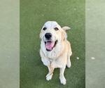 Small Great Pyrenees Mix