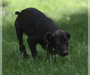 Frodo - Male Chocolate Labrador retriever-Pointer Mix Dog for Adoption - Photo #11