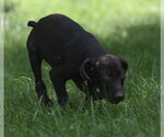 Small Photo #11 Chocolate Labrador retriever-Pointer Mix Puppy For Sale in Mechanicsburg, PA, USA