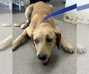 Labrador Retriever Dogs for adoption in San Bernardino, CA, USA