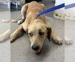 Small Labrador Retriever