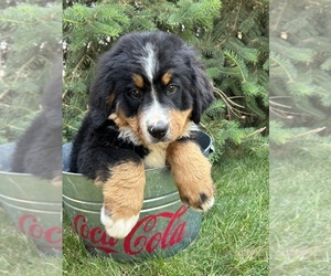 Bernese Mountain Dog Puppy for sale in MIDDLEBURY, IN, USA