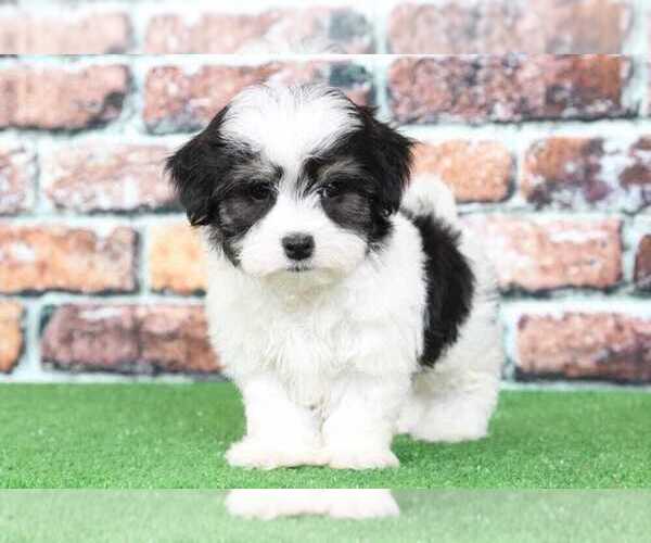 Medium Photo #1 Havanese Puppy For Sale in BEL AIR, MD, USA