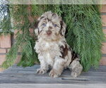 Small #5 Labradoodle