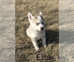 Small Photo #26 Siberian Husky Puppy For Sale in DEARBORN, MO, USA