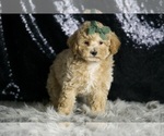 Puppy Dallas Maltipoo (Miniature)