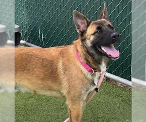 German Shepherd Dog-Unknown Mix Dogs for adoption in Camarillo, CA, USA