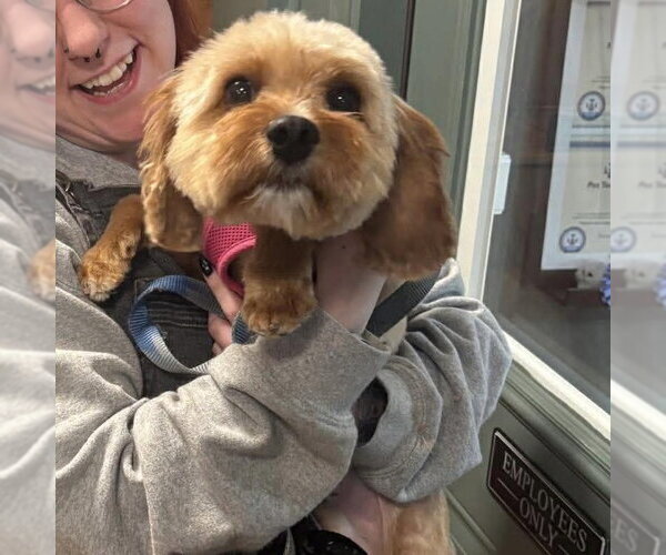 Medium Photo #3 Poodle (Miniature)-Unknown Mix Puppy For Sale in Spring Lake, NC, USA