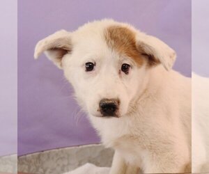 Border Collie-Great Pyrenees Mix Dogs for adoption in Sheridan, CO, USA