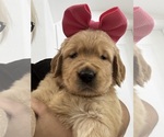Puppy Pink Golden Retriever