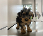 Small Photo #7 Yorkshire Terrier Puppy For Sale in BAKERSFIELD, CA, USA