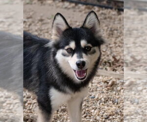 Pomsky Dogs for adoption in Matawan, NJ, USA