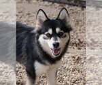Daisy - Female Pomsky Dog for Adoption - Small photo