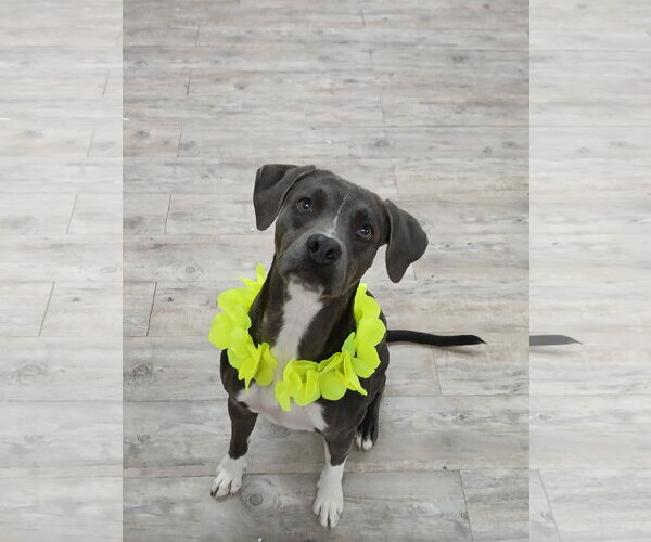 Medium Photo #2 Mutt Puppy For Sale in Murfreesboro, NC, USA