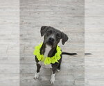 Small #1 Mutt
