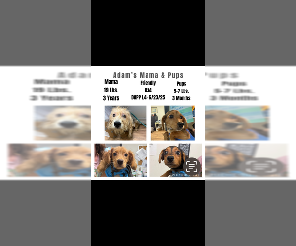 Medium Photo #2 Mutt Puppy For Sale in Plainfield, IL, USA