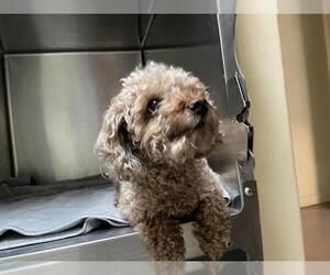 Poodle (Miniature) Dogs for adoption in Pasadena, CA, USA