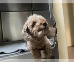 Small Poodle (Miniature)
