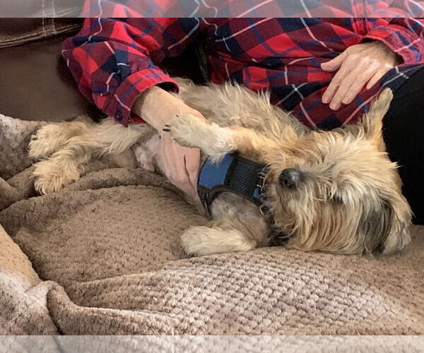 Medium Photo #5 Mutt Puppy For Sale in Valrico, FL, USA