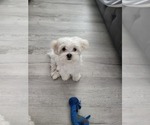 Small Photo #2 Maltese Puppy For Sale in WICHITA, KS, USA