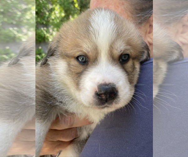 Medium Photo #1 Siberian Husky-Unknown Mix Puppy For Sale in Holly Springs, NC, USA